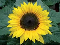 Helianthus annus